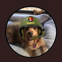 Poppydog(@Poppy_good_dog) 's Twitter Profile Photo