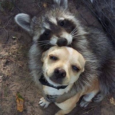 sha_ma_ranks's profile picture. City of peace