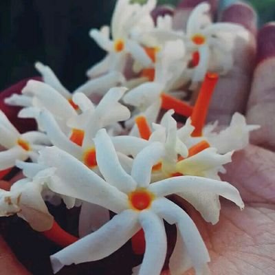 JebaFariha16's profile picture. রং-তুলি!