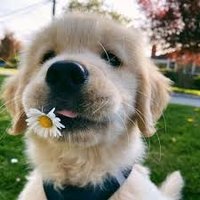 Thái Hà Phí (@thihph1) 's Twitter Profile