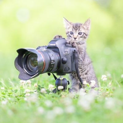 『保護猫カレンダー』発売中▶ https://t.co/KTnGyG75Hr / 東京カメラ部10選2020 / インスタ22万人 / 動物保護活動 / ミルクボランティア / 保護猫写真家
