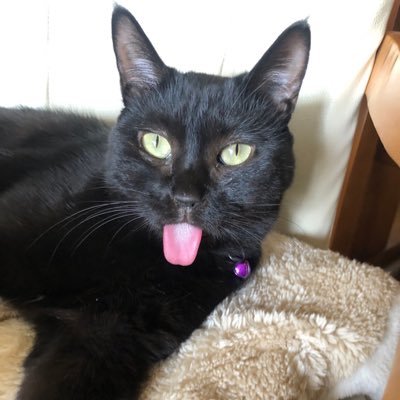 2022.2.12駐車場にいた黒猫チャンを保護🐈⬛ロナ。2023.8.12見守っていた高齢猫を保護🐈ベイ。初代保護猫マックス慢性腎不全 腫瘍2021.5.23 永眠 一緒に過ごした長さではなくどう過ごしたか(引用) イル&コア&ロイ