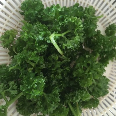 ウージのパセリ on X