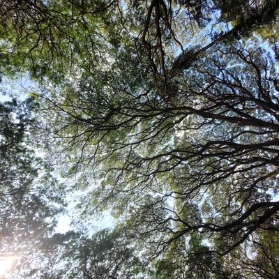 akash6619's profile picture. Simulating | AFC