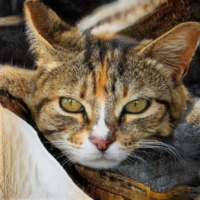 Stephan70011140's profile picture. 