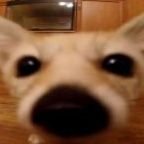 fenboyfox's profile picture. uhhhhh hiii 🔞