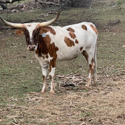 TheDGann's profile picture. Independent thinking realist, swimming upstream against the flow of misinformation, because “Not all who speak, think.”