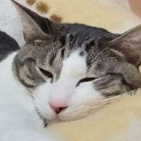 5階で5回誤解された (@5kai5kai) 's Twitter Profile