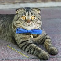 Александр Корлат (@aleksandrkorlat) 's Twitter Profile