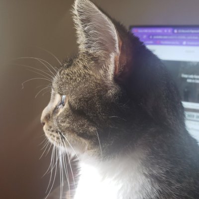 MistletoeTheCat's profile picture. Hi I'm Mistletoe. I'm a one year old domestic short-haired Tabby girly cat from Southern New Jersey. #CatsOfTwitter #CatsOnTwitter