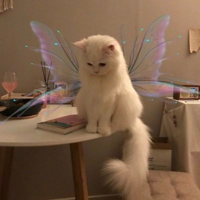 :catscream: | MQU Esports Director | GvD Tournament Organiser