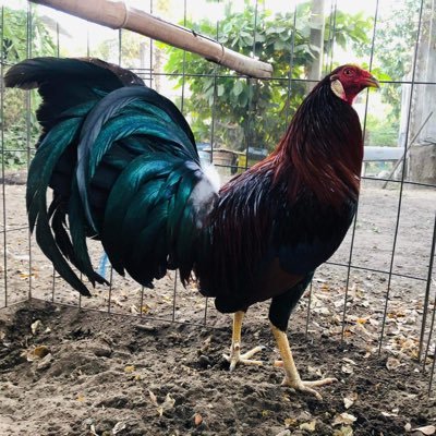 SingleZamora's profile picture. Single de zamora 24 años respetuoso 2 años en el hambiente trios hmh mhm de buen ver alto guero y buena herramienta