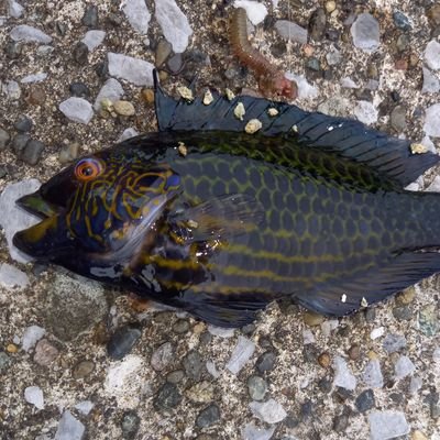 DgzYieOQXbrjUpz's profile picture. 