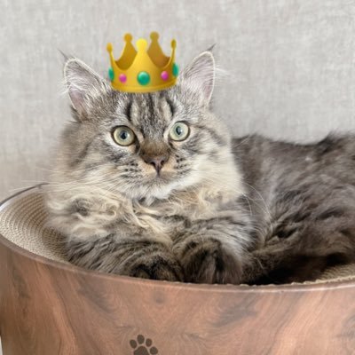 J3QhOLFYBs3PlK2's profile picture. 猫好きのフランス語学習者です。アート・映画・ワイン・料理好き。手作りの甘糀を使った発酵料理を楽しんでいます。今年還暦です。横浜在住。昨年、大学に編入学をしました。フランス語圏の状況や文学を学んでいます。