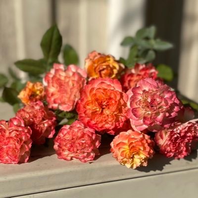 SweetieLK95's profile picture. 