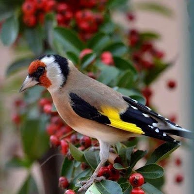 hichamkasmi75's profile picture. 