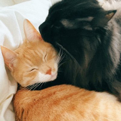 2021年4月生まれの保護猫😸黒モフのジャック🐈‍⬛♂と茶白のダニエル🐈♂😼💓ねこ大好き〜😍💓
