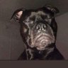 traderjoeshmoe1's profile picture. 