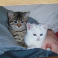 Steve Boothby (@stevebreave) 's Twitter Profile Photo