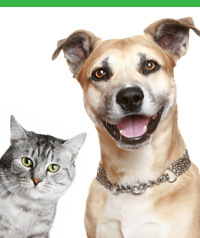 We are developing one of the most comprehensive online communities ever for pet owners. Woof!
