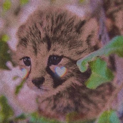 무해한 애옹이를 좋아해요 ◡̈