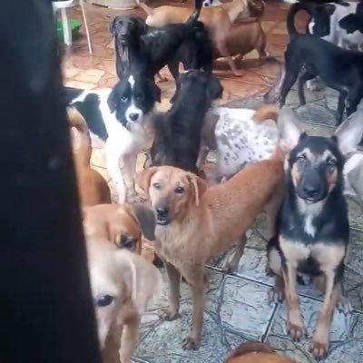We are a little group who rescued more than 200 dogs from the streets of 🇺🇦 &🇪🇸 We need your help to buy food and special needs that some dogs may need 🙏🏼