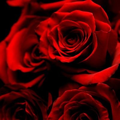 rosered20232022 Profile Picture