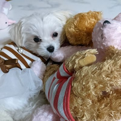 Follow us if you like our cute maltese puppy🐾she is maltese dog living in Japan🇯🇵 one year old👧 loving sleeping with her dad💤