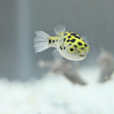 i am . pufly , loev shrinp, aned my frens. usualy puferfish , somtime not . alt text for translation #humtwt owner: @hum_wiggly