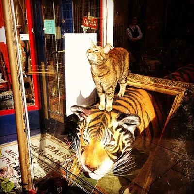 MrIainBrown's profile picture. 