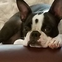 Tfire (@tfire111) 's Twitter Profile