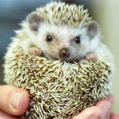 Exotic__pet's profile picture. 