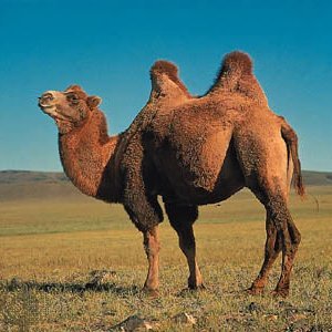 Two humps. Looking forward to the sands on Degen Island. Do not follow for hydration advice