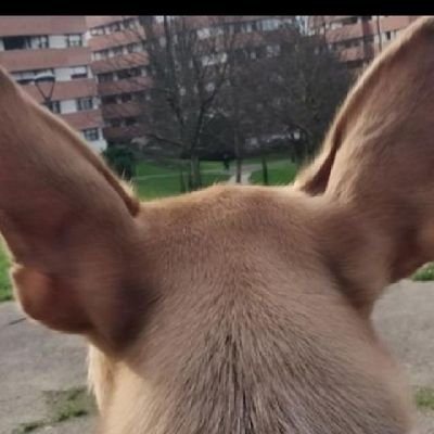 DeLaRoc04185973's profile picture. Nunca debimos bajar de los árboles.Piensa mal y acertarás. La música siempre alta.