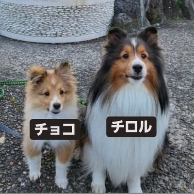 s2chiro_chokos2's profile picture. ⭐チロル♂
⭐🎂→2019年4月11日
⭐🏠️→2019年6月7日
⭐シルバーシオン犬舎

⭐チョコ♀
⭐🎂→2022年6月24日
⭐🏠️→2022年8月20日
⭐ブラックヒーロー犬舎

⭐インスタ→@chiroru_0411_choko_0624
⭐動物大好きです💗💗宜しくお願いいたします(*´∀`)