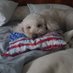 MagaDoodleLover (@green_notary) Twitter profile photo MagaDoodleLover (@green_notary) Twitter profile photo