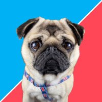 Pangpang the Pug(@PangpangPug) 's Twitter Profile Photo