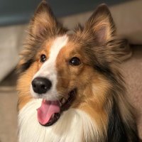 Walker Texas Sheltie(@jvamtower) 's Twitter Profile Photo