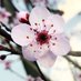 Blossom Flowers (@2blossomflowers) Twitter profile photo Blossom Flowers (@2blossomflowers) Twitter profile photo
