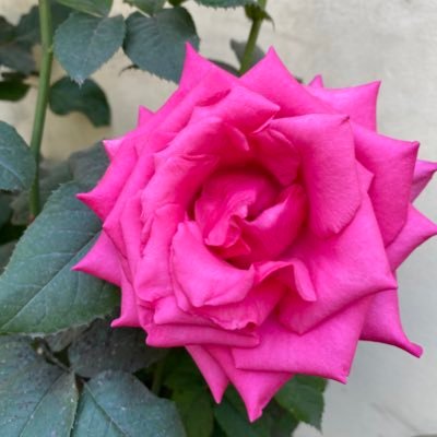 luisanegronperu's profile picture. 