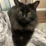 Angus_The_Bold's profile picture. I’m a cool (big) dude! Beautiful fluffball. I shed A LOT! And I have a stubby tail. Looking to make cat and human friends. Feel free to worship me 😻