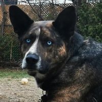 🇨🇦 Lori 🐕🐕🐕🐕💜 (@backwardsblonde) 's Twitter Profile Photo