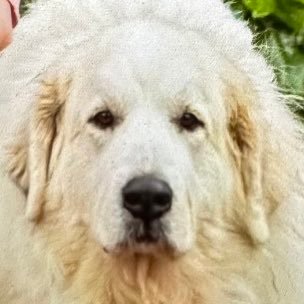 Resister. Blue g’ma living in a red, red state. Vote Biden & flip the Senate. Great Pyrenees, Agnes, rescue kitty, Ethel.