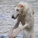 sleepyparx's profile picture. 