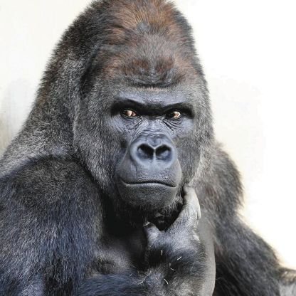 O9rHVdmGNwGm2x4's profile picture. 