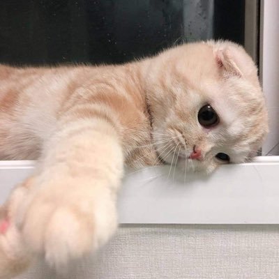 vertigo_tony's profile picture. ¯\_(ツ)_/¯