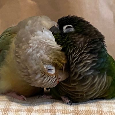 ぱるきーとさんのプロフィール画像