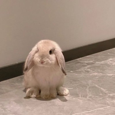 bunny._.