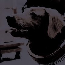 5PACECANINE's profile picture. ADMIN IS 24.    SELECTIVE.    MINORS DNI.