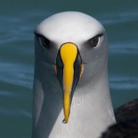 새프로필사진 (@birdprofilepic) 's Twitter Profile Photo